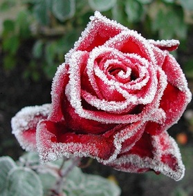 Как укрывать розы в осенне-зимний период